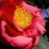 Greensboro Red Camellia Japonica - 1 Gallon Pot -Flowers World Shop Camellia Greensboro Red 1 500x750 1