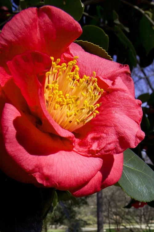 Greensboro Red Camellia Japonica - 1 Gallon Pot 3 Greensboro Red Camellia Japonica - 1 Gallon Pot