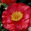 Gunsmoke Camellia Japonica - 3 Gallon Pot -Flowers World Shop Camellia Gunsmoke 8