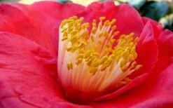 Gunsmoke Camellia Japonica - 3 Gallon Pot -Flowers World Shop Camellia Gunsmoke Closeup Flower 3