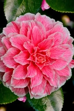 Brilliant Gem Fragrant Camellia Japonica 'Herme' - 1 Gallon Pot -Flowers World Shop Camellia Hermes 6