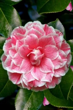 Brilliant Gem Fragrant Camellia Japonica 'Herme' - 1 Gallon Pot -Flowers World Shop Camellia Herrmes 4