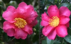 Kanjiro Camellia Sasanqua - 1 Gallon Pot -Flowers World Shop Camellia Kanjiro Closeup Flower 2