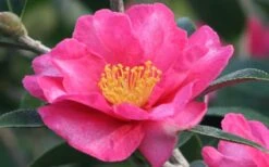 Kanjiro Camellia Sasanqua - 7 Gallon Pot (4-5') -Flowers World Shop Camellia Kanjiro Closeup Flower 3