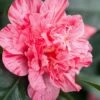 Kick Off Camellia Japonica - 1 Gallon Pot -Flowers World Shop Camellia Kick Off 10 1