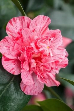 Kick Off Camellia Japonica - 3 Gallon Pot -Flowers World Shop Camellia Kick Off 10