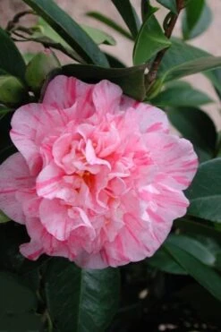 Kick Off Camellia Japonica - 1 Gallon Pot -Flowers World Shop Camellia Kick Off 2 1