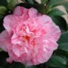 Kick Off Camellia Japonica - 3 Gallon Pot -Flowers World Shop Camellia Kick Off 2