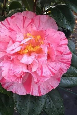 Kick Off Camellia Japonica - 1 Gallon Pot -Flowers World Shop Camellia Kick Off 3 1