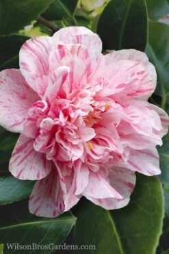Kick Off Camellia Japonica - 1 Gallon Pot -Flowers World Shop Camellia Kick Off 4 1