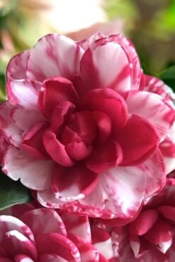 Kiku-Toji Camellia Japonica - 3 Gallon Pot 9 Kiku-Toji Camellia Japonica - 3 Gallon Pot -Flowers World Shop Camellia Kiku Toji 1
