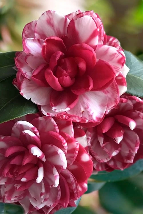 Kiku-Toji Camellia Japonica - 3 Gallon Pot 3 Kiku-Toji Camellia Japonica - 3 Gallon Pot