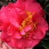 Kramers Supreme Red Double Camellia Japonica - 3 Gallon Pot 1 Kramers Supreme Red Double Camellia Japonica - 3 Gallon Pot -Flowers World Shop Camellia Kramers Supreme 11