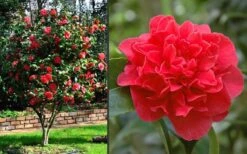 Kramers Supreme Red Double Camellia Japonica - 2 Gallon Pot -Flowers World Shop Camellia Kramers Supreme 2 1