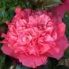 Kumasaka Camellia Japonica - 1 Gallon Pot -Flowers World Shop Camellia Kumasaka 5
