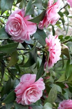 LA Peppermint Camellia Japonica - 1 Gallon Pot 15 LA Peppermint Camellia Japonica - 1 Gallon Pot -Flowers World Shop Camellia La Peppermint 1