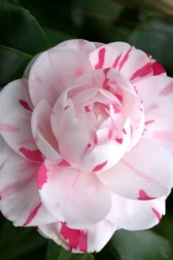 LA Peppermint Camellia Japonica - 1 Gallon Pot 12 LA Peppermint Camellia Japonica - 1 Gallon Pot -Flowers World Shop Camellia La Peppermint 2