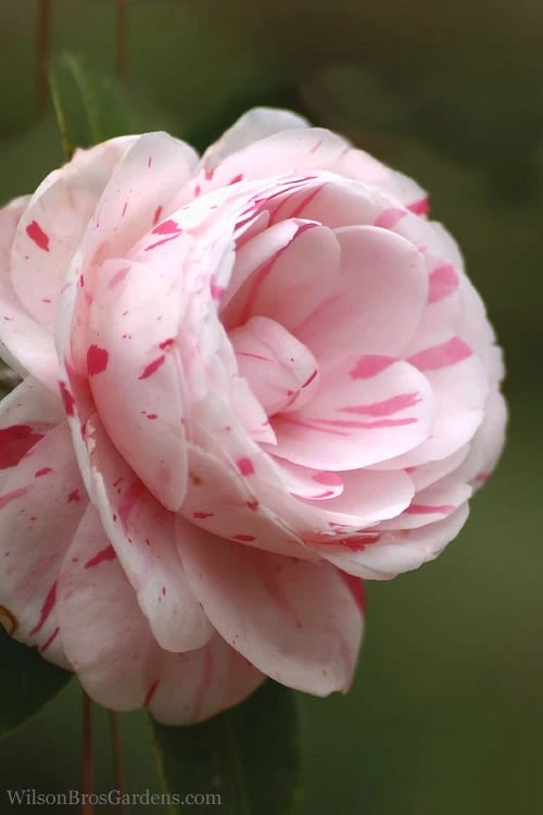 LA Peppermint Camellia Japonica - 1 Gallon Pot 8 LA Peppermint Camellia Japonica - 1 Gallon Pot - Image 6