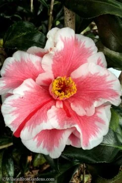 Lady Vansittart Multicolor Camellia Japonica - 6 Pack Of 1 Gallon Pots 12 Lady Vansittart Multicolor Camellia Japonica - 6 Pack Of 1 Gallon Pots -Flowers World Shop Camellia Lady Vansittart 12 3