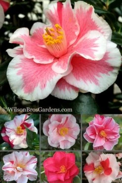 Lady Vansittart Multicolor Camellia Japonica - 2 Gallon Pot -Flowers World Shop Camellia Lady Vansittart 500x750 2