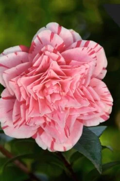 Les Marbury Camellia Japonica - 3 Gallon Pot 11 Les Marbury Camellia Japonica - 3 Gallon Pot -Flowers World Shop Camellia Les Marbury 3