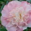 Look Again Camellia Japonica - 1 Gallon Pot -Flowers World Shop Camellia Look Again 2