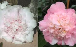 Look Again Camellia Japonica - 1 Gallon Pot 10 Look Again Camellia Japonica - 1 Gallon Pot -Flowers World Shop Camellia Look Again 4