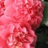 Maidens Of Great Promise Camellia - Japonica - 3 Gallon Pot -Flowers World Shop Camellia Maiden Of Great Promise 1