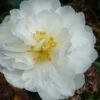 Mine No Yuki Camellia Sasanqua - 3 Gallon Pot -Flowers World Shop Camellia Mine No Yuki 20 1