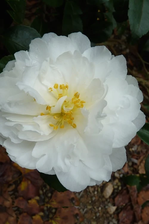 Mine No Yuki Camellia Sasanqua - 1 Gallon Pot 3 Mine No Yuki Camellia Sasanqua - 1 Gallon Pot