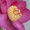 Nokorika Fragrant Purple Camellia - 1 Gallon Pot 1 Nokorika Fragrant Purple Camellia - 1 Gallon Pot -Flowers World Shop Camellia Nokorika 1