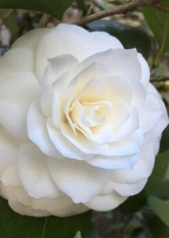 Nuccio's Gem Camellia Japonica - 3 Gallon Pot -Flowers World Shop Camellia Nuccios Gem 1