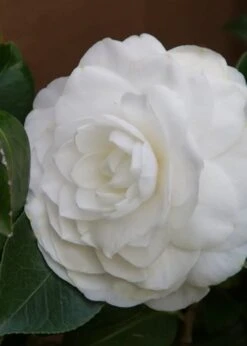 Nuccio's Gem Camellia Japonica - 3 Gallon Pot -Flowers World Shop Camellia Nuccios Gem 3