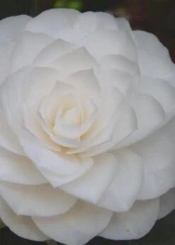 Nuccio's Gem Camellia Japonica - 3 Gallon Pot -Flowers World Shop Camellia Nuccios Gem 6