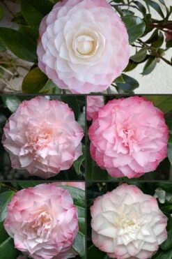 Nuccio's Pearl Camellia Japonica - 1 Gallon Pot -Flowers World Shop Camellia Nuccios Pearl 1
