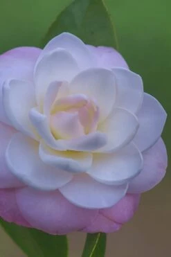 October Affair Camellia Japonica - 1 Gallon Pot -Flowers World Shop Camellia October Affair 6