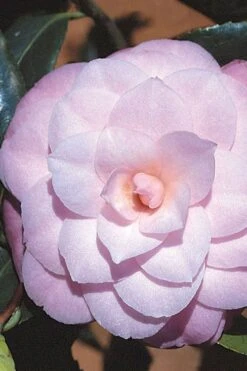 October Affair Camellia Japonica - 1 Gallon Pot -Flowers World Shop Camellia October Affair 8