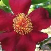 October Magic Crimson 'N Clover Camellia - 3 Gallon Pot -Flowers World Shop Camellia October Magic Crimson Clover 10