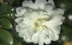 October Magic Ivory Camellia - 3 Gallon Pot 9 October Magic Ivory Camellia - 3 Gallon Pot -Flowers World Shop Camellia October Magic Ivory 1