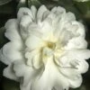 October Magic Ivory Camellia - 1 Gallon Pot -Flowers World Shop Camellia October Magic Ivory 500x750 1