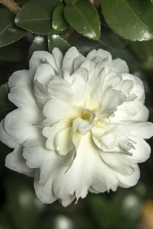 October Magic Ivory Camellia - 3 Gallon Pot 3 October Magic Ivory Camellia - 3 Gallon Pot