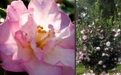 October Magic Orchid Camellia - 2 Gallon Pot 10 October Magic Orchid Camellia - 2 Gallon Pot -Flowers World Shop Camellia October Magic Orchid Flowers 2