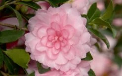 October Magic Pink Perplexion Camellia - 3 Gallon Pot -Flowers World Shop Camellia October Magic Pink Perplexion 1