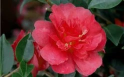 October Magic Rose Camellia - 3 Gallon Pot 10 October Magic Rose Camellia - 3 Gallon Pot -Flowers World Shop Camellia October Magic Rose Closeup Flower 2 1