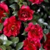 October Magic Ruby Camellia - 7 Gallon Pot -Flowers World Shop Camellia October Magic Ruby 20