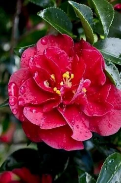 October Magic Ruby Camellia - 7 Gallon Pot -Flowers World Shop Camellia October Magic Ruby 23