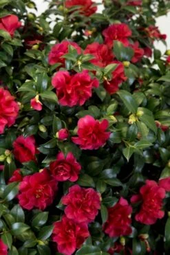 October Magic Ruby Camellia - 7 Gallon Pot -Flowers World Shop Camellia October Magic Ruby 27