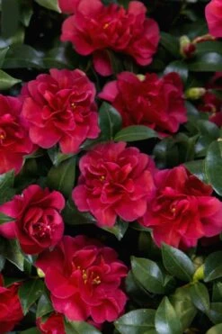 October Magic Ruby Camellia - 7 Gallon Pot -Flowers World Shop Camellia October Magic Ruby 28