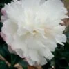 October Magic Snow Camellia - 2.5 Quart Pot -Flowers World Shop Camellia October Magic Snow 5 1