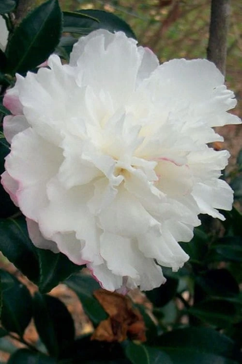 October Magic Snow Camellia - 3 Gallon Pot 3 October Magic Snow Camellia - 3 Gallon Pot